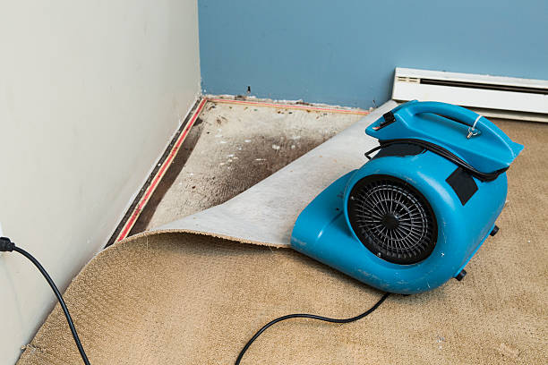 Best Carpet water damage restoration  in Mino, CA